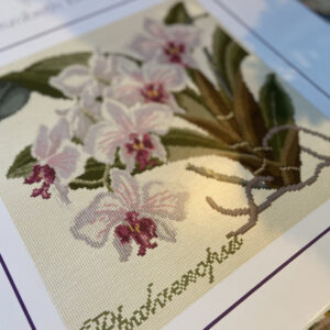 Elizabeth Bradley - Phalaenopsis or Moth Orchid (cream background)