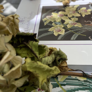 Elizabeth Bradley - Cymbidium or Boat Orchid (cream background)