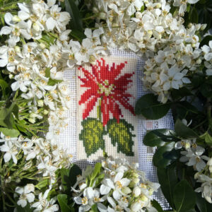 Elizabeth Bradley - Starter Kit (Poinsettia)